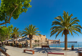 Palmen auf der Promenade am Strand „Plage de Port d’Aval“, Collioure, Pyrénées-Orientales, Frankreich von Rene van der Meer