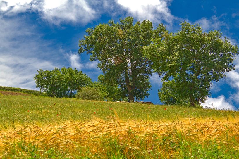 Zomerlandschap Umbrië van Images from a hillside in Umbria
