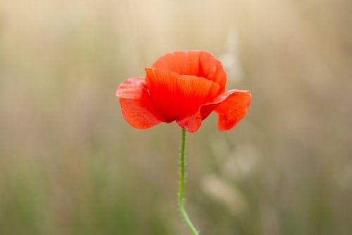 Poppy in the spring sun