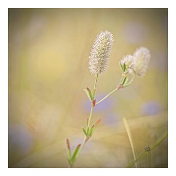 Hasenbein von Albert Wester Terschelling Photography