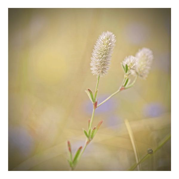 Hasenbein von Albert Wester Terschelling Photography