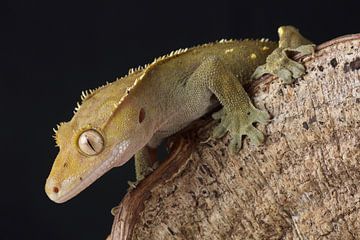 Wimpergekko (Correlophus ciliatus) van Ronald Pol