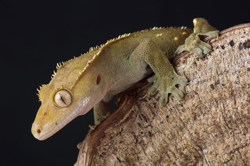 Gecko à cils (Correlophus ciliatus) par Ronald Pol