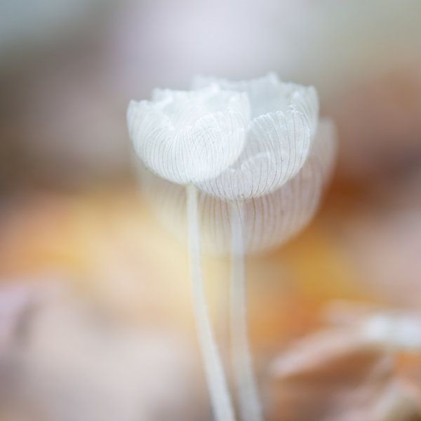 Haresfoot exposition multiple par Lucia Leemans