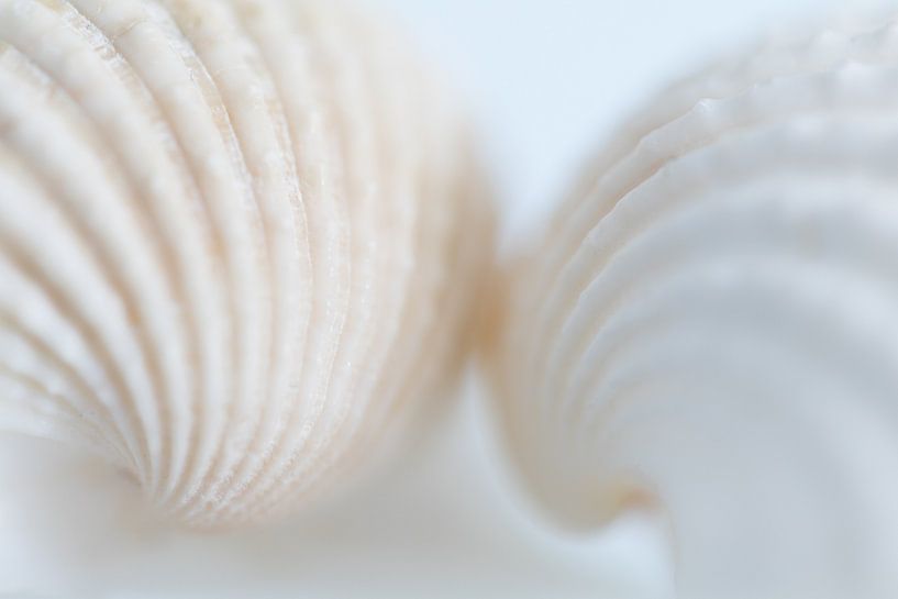 Muscheln | weiß von Marianne Twijnstra