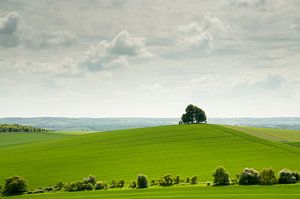 Arbre solitaire sur la colline dans le paysage anglais vert