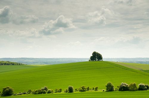 Boom op heuvel in het glooiende lentegroene Engelse landschap