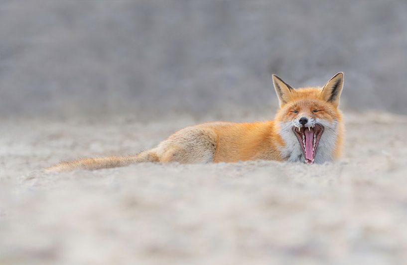 Gapling Fox by Anna Stelloo