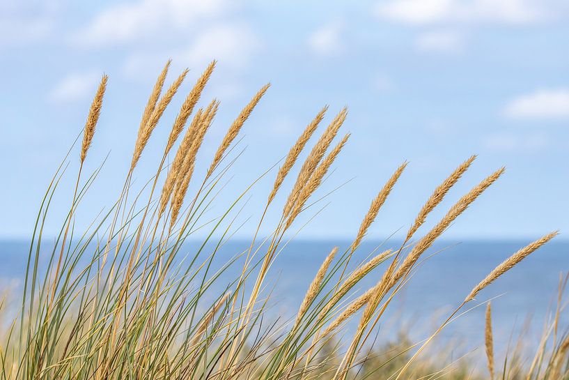 Pure nature, dune grass by Yanuschka | Fotografie Noordwijk