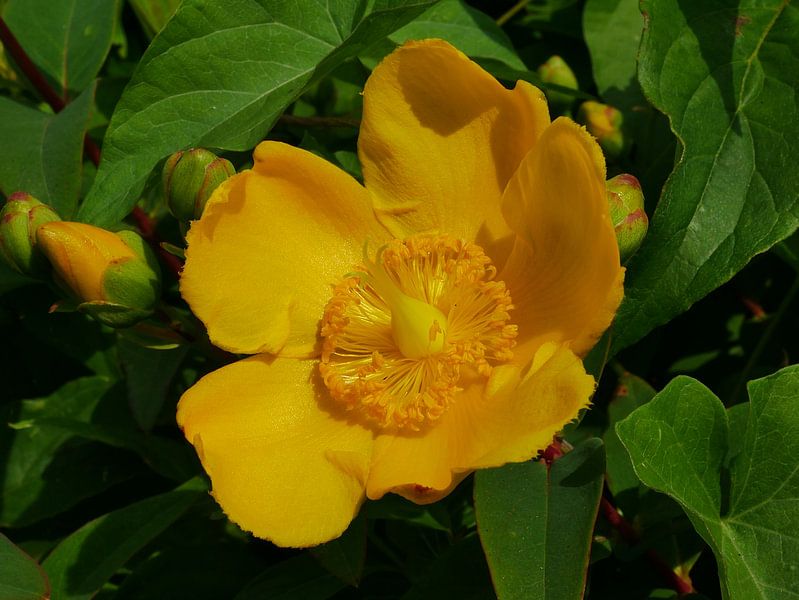 Hypericum von Wim vd Neut