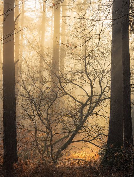 Trees shrouded in gold by René Jonkhout