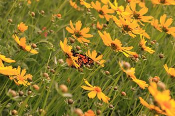 Blumengarten mit Schmetterling