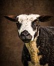 Schaf: Porträt geschecktes Schaf von Marjolein van Middelkoop Miniaturansicht