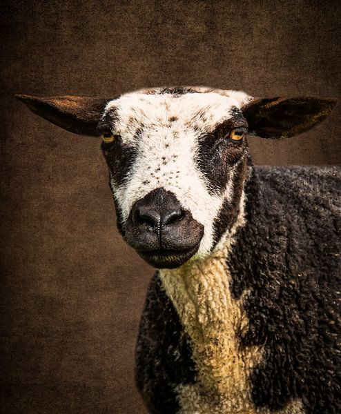 Schaf: Porträt geschecktes Schaf von Marjolein van Middelkoop