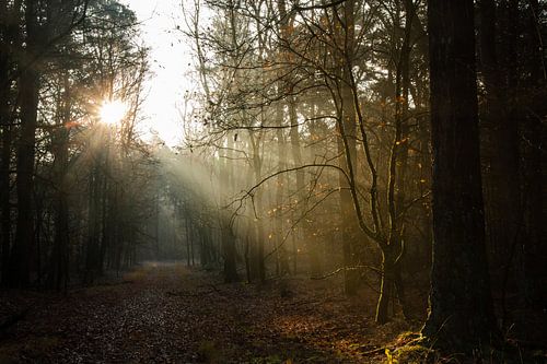 Des rayons de soleil par un matin froid sur Manon Verijdt