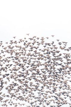 Spreeuwenzwerm van Danny Slijfer Natuurfotografie