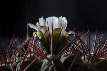 Cactusbloem van Martijn Grimme