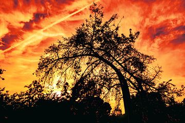 Sonnenuntergang Florettseidenbaum Schattenriss von Dieter Walther