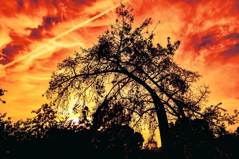 Sunset Baobab tree silhouette by Dieter Walther