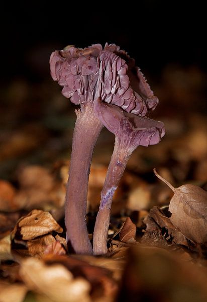 paarse herfst by M K