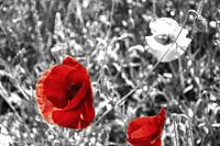 Mohn