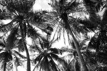 Les palmiers atmosphériques en noir et blanc sur Bianca ter Riet