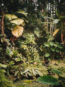 Jungle in de Hortus Botanicus van Marika Huisman fotografie