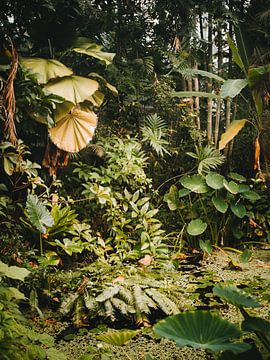 Jungle in the Hortus Botanicus by Marika Huisman fotografie