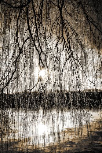 Treurwilg aan de Baldeneysee in tegenlicht bij zonsondergang met sepia toning