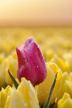 Rose tulip in yellow tulip field