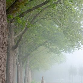Kuh-Petersilie im Nebel von Miranda Snoeijen