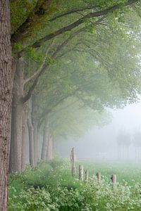 Kuh-Petersilie im Nebel von Miranda Snoeijen