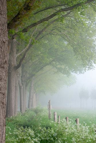 Cowslips in the mist by Miranda Snoeijen