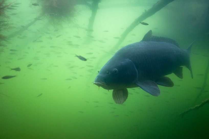 carp by Arthur de Bruin
