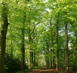 Allee der Buche im Frühling von Wim vd Neut