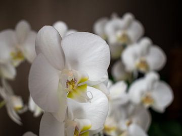Witte orchidee met mooie achtergrond. van Arjan van der Veer