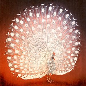 Japanischer Pfau