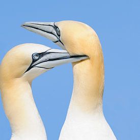 The Killer (Northern Gannet) by Harry Eggens