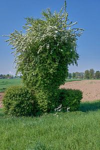 Weißdorn resp.Crataegus monogyna am Niederrhein,NRW,Deutschland