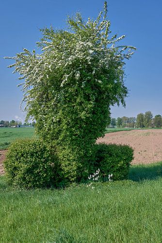 Meidoorn resp. Crataegus monogyna aan de Nederrijn, NRW, Duitsland
