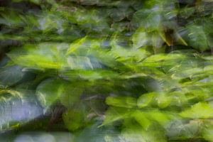 Abstrakte Fotografie-Botanik-Pflanzen