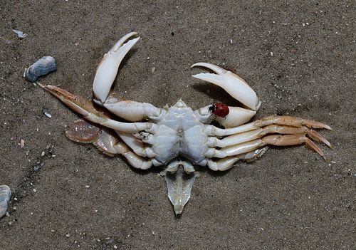Een krab op het strand