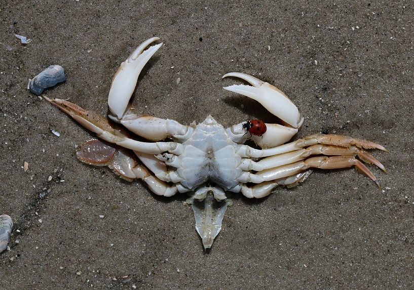 Eine Krabbe am Strand von Matthias Brix