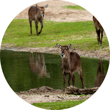 Ellipswaterbok : Koninklijke Burgers' Zoo van Loek Lobel