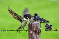 Swallow feeding the young