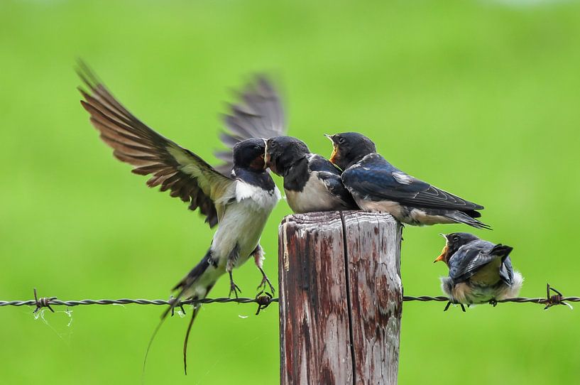 Swallow feeding the young by Henk de Boer