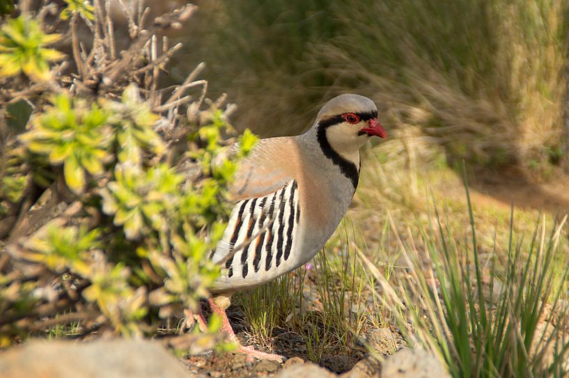 Chukar partridge van Andrea Ooms