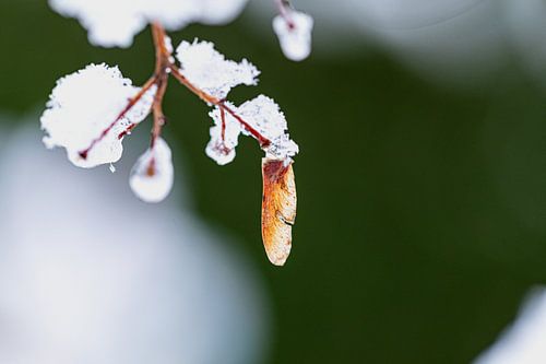 Graines et rameau d'érable dans la neige et la glace