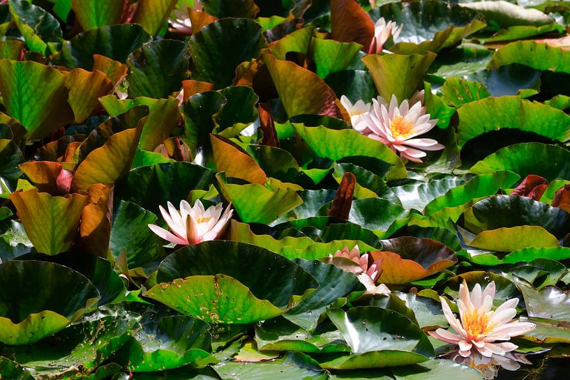 Malerischer Seerosenteich von Thomas Jäger