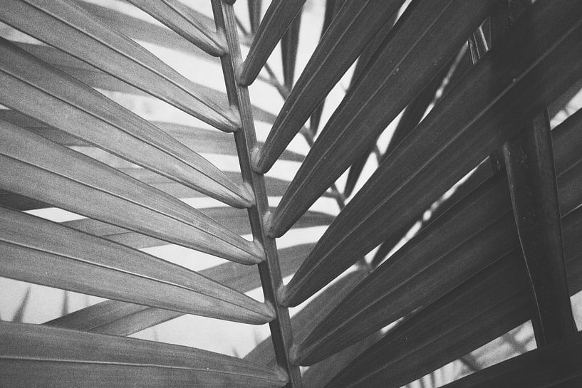 Close Up Plant by Walljar